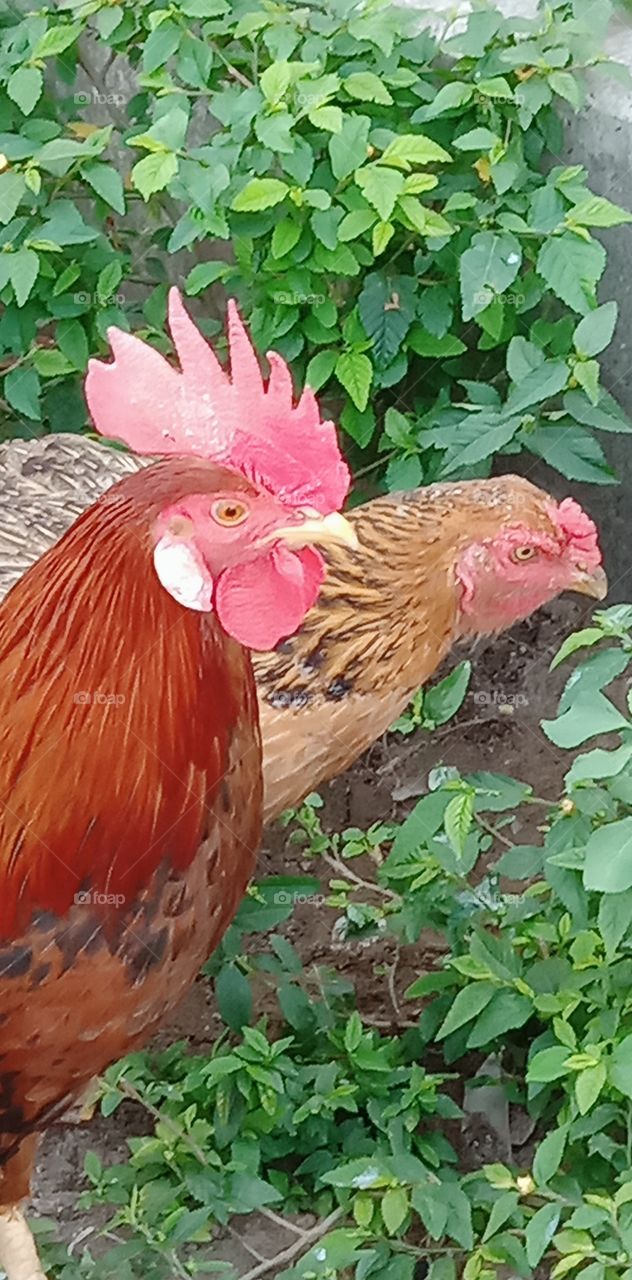 Color vs Black and White