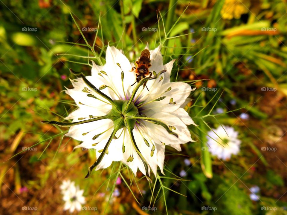 wonderful flower