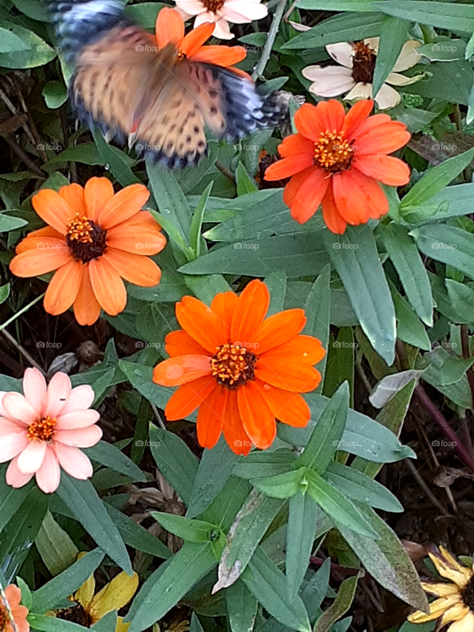 portrait of a flowers in the garden