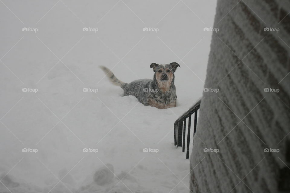 more fun in the snow with a Blue Heeler