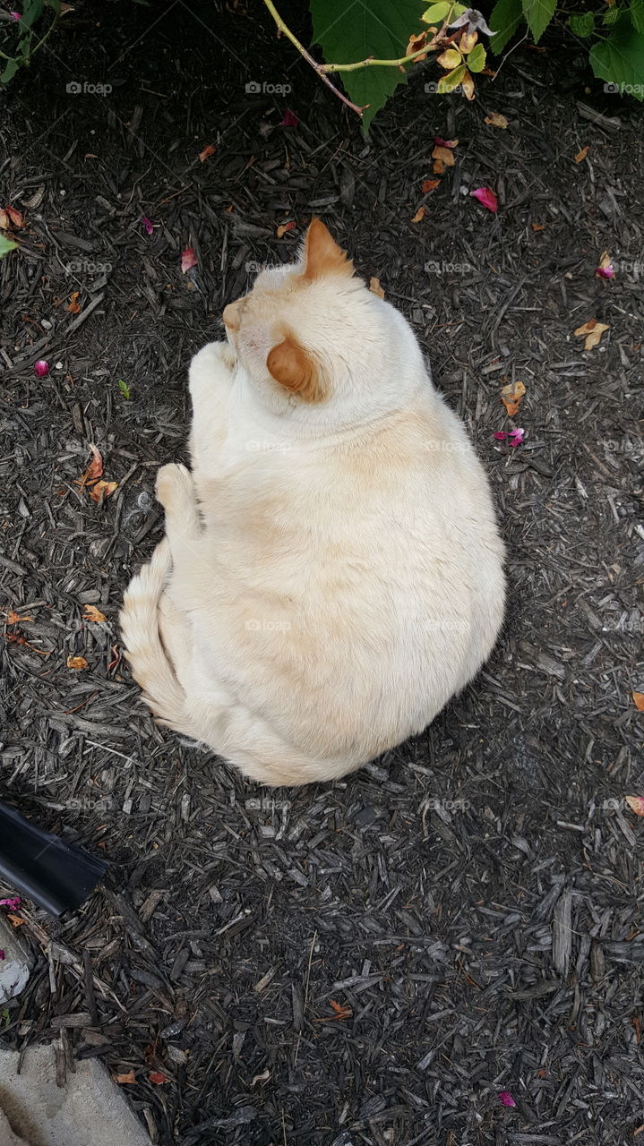 This is Macaroni, a very fat cat.
