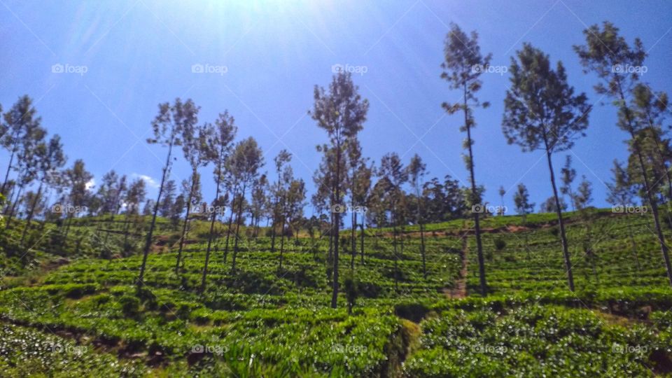 Tea estate in mountains