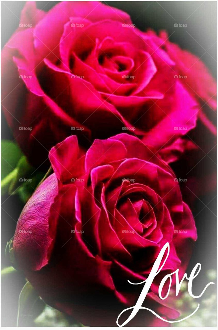 beautiful  red roses