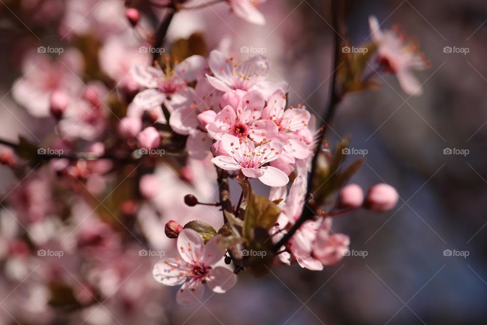 Pink spring flowers