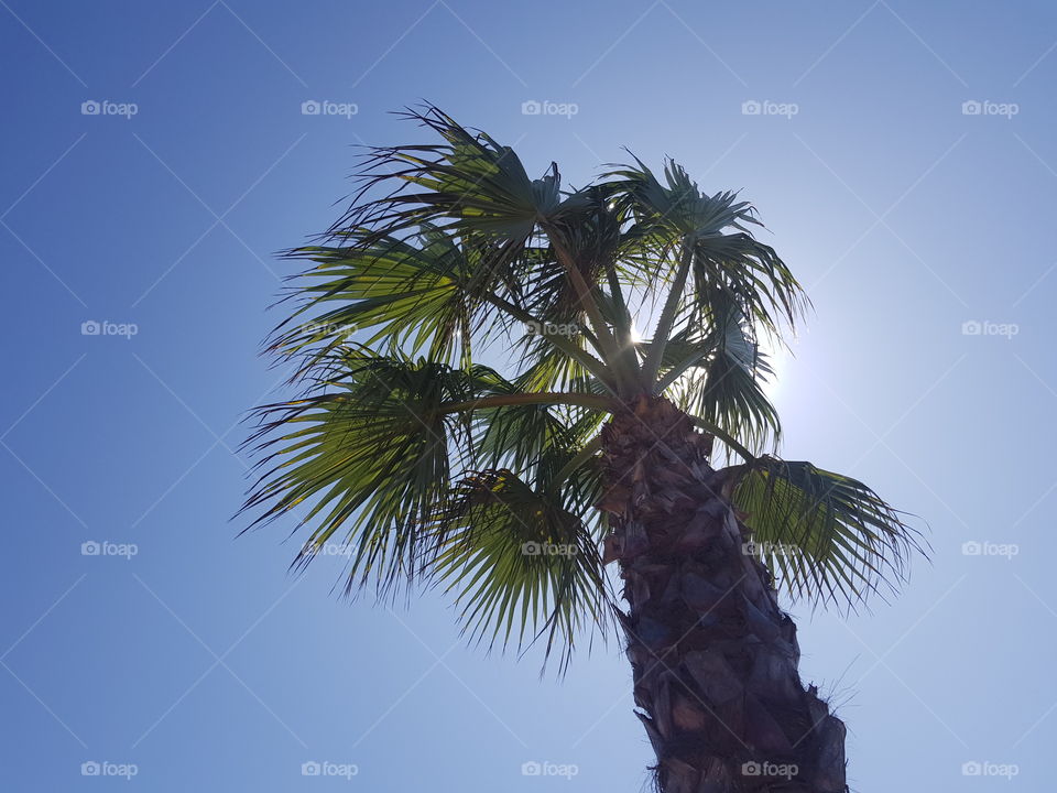 Palm tree