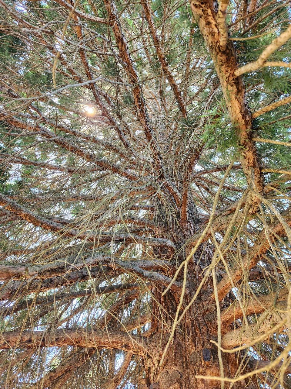 view from the ground looking up into an Oregon city's tallest tree that provides shade from the afternoon sun