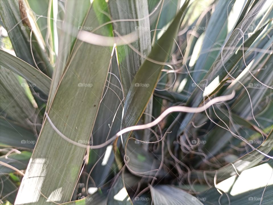 The beauty in nature