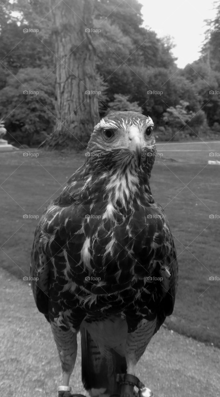 Harris Hawk. Bird of prey centre in Ashford Castle, Ireland