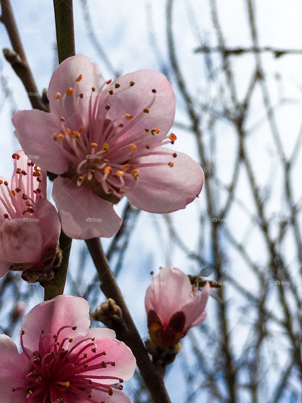 Nectarine fruit tree buds and blossoms pink