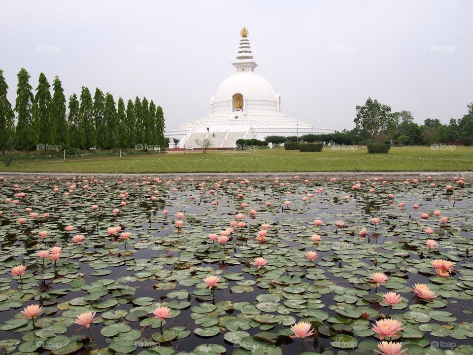 buddhist temple with water lily pond in Lumbini,Nepal