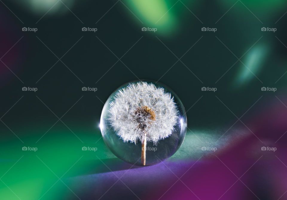 A dandelion clock, captured in resin, framed by pink and green shapes created attaching coloured feathers around the camera lens