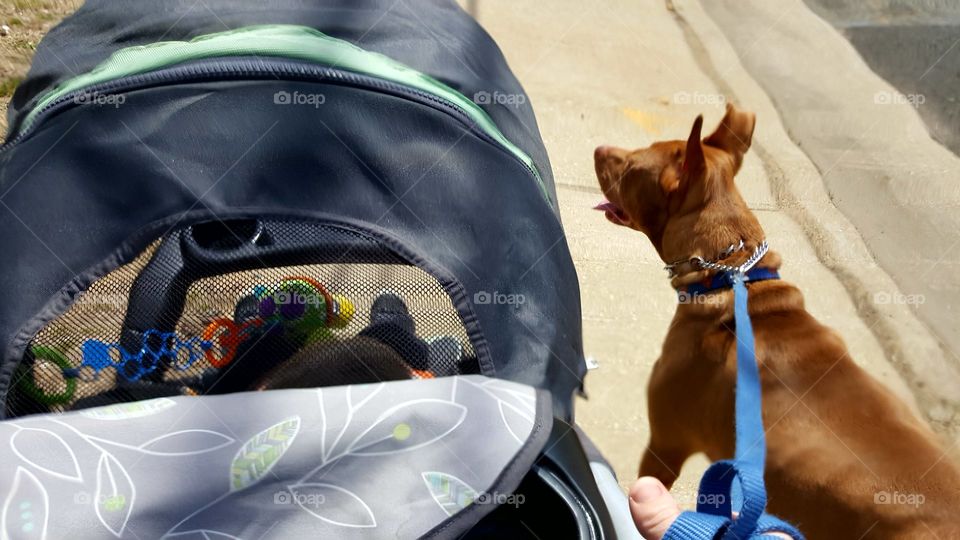 Walking Baby and Dog