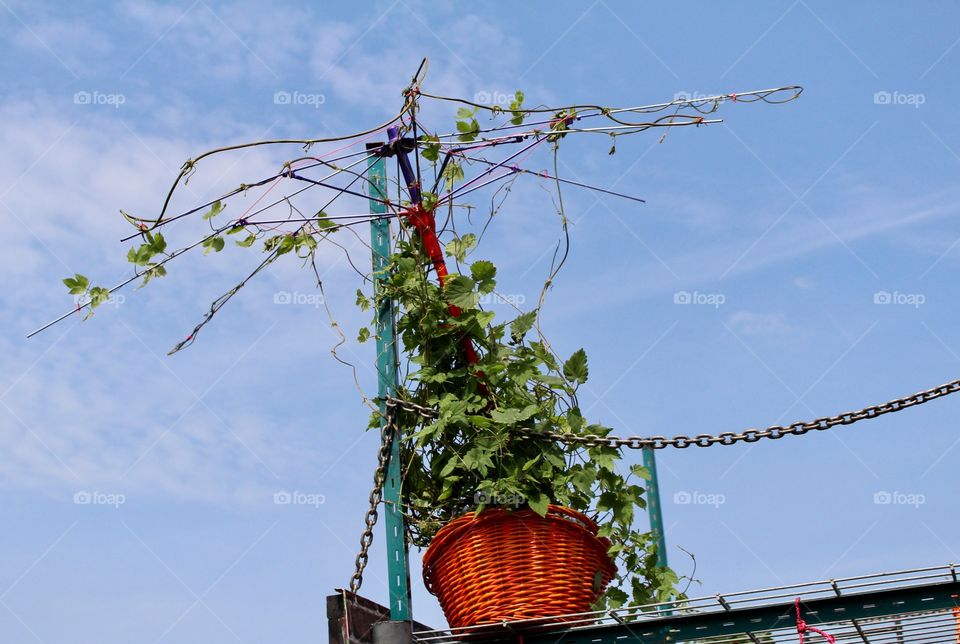 Urban gardening