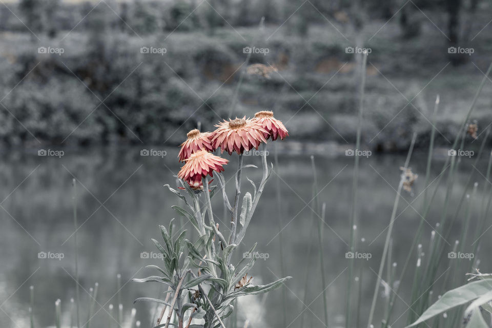 Beautiful flowers by a pond