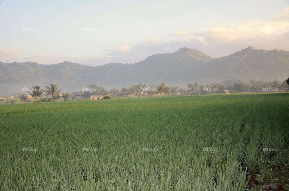 ricefield