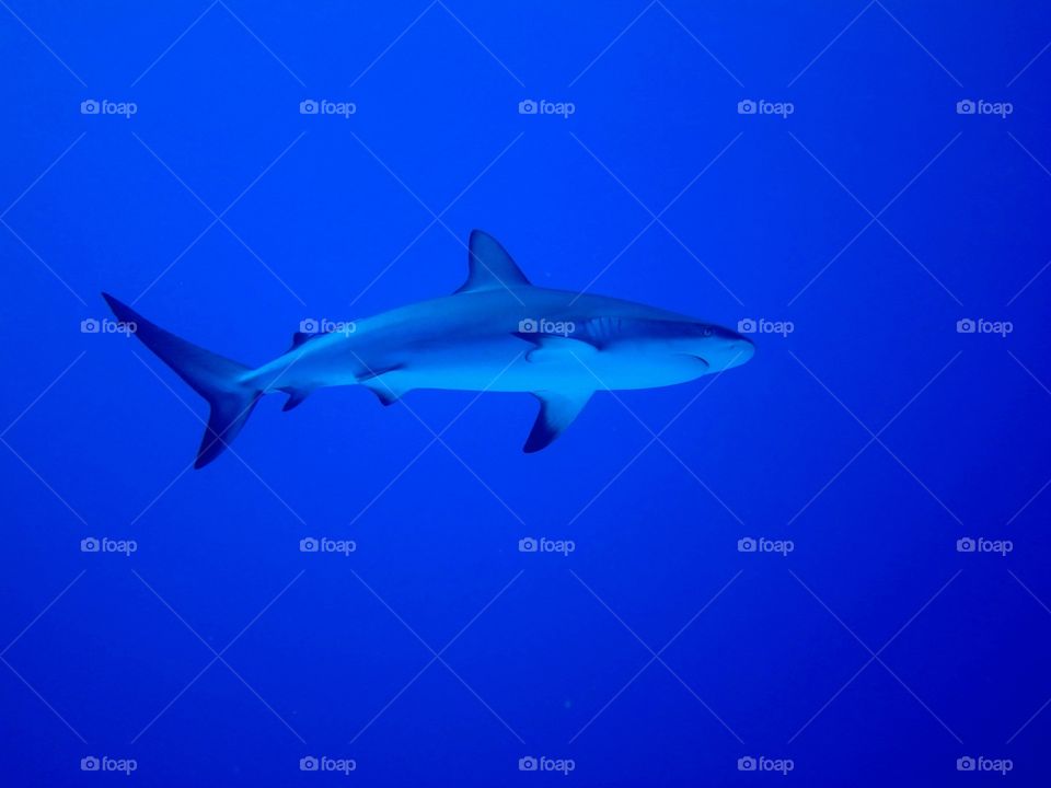 Blacktip reef shark. On the shark feed off the Bahamas 