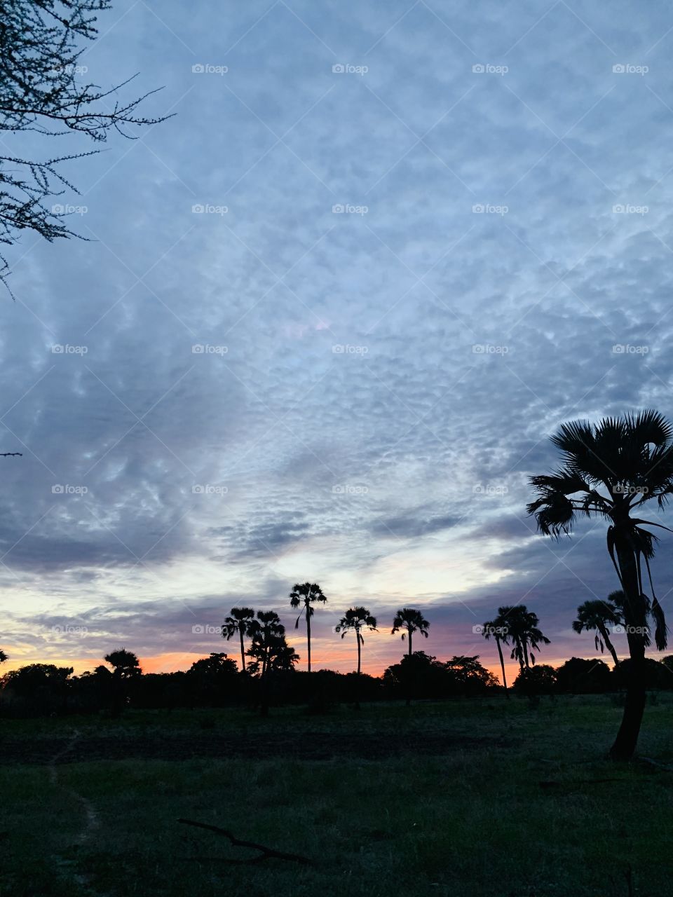 Just a beautiful view of the sunset. Sunset is more beautiful at the farm because it’s always behind beautiful trees. A beautiful blue sky is a bonus.