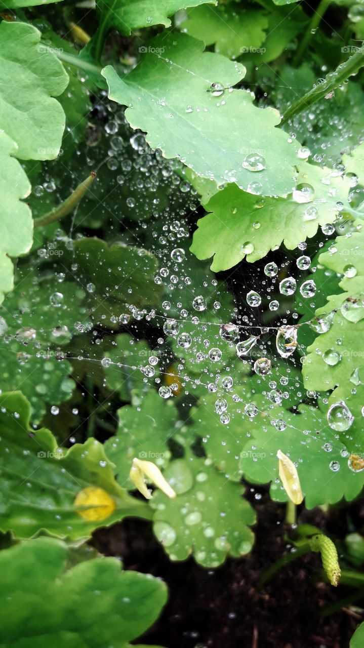 Drops on the web after rain