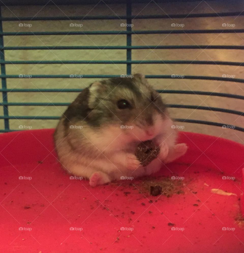Ralph eating. Dwarf Hamster 