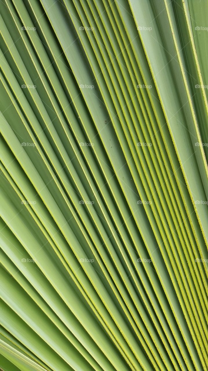 Sugar leaf