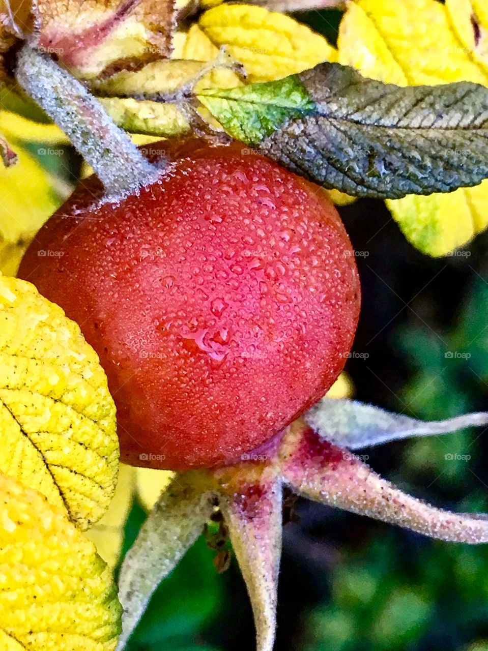 Rose Hip