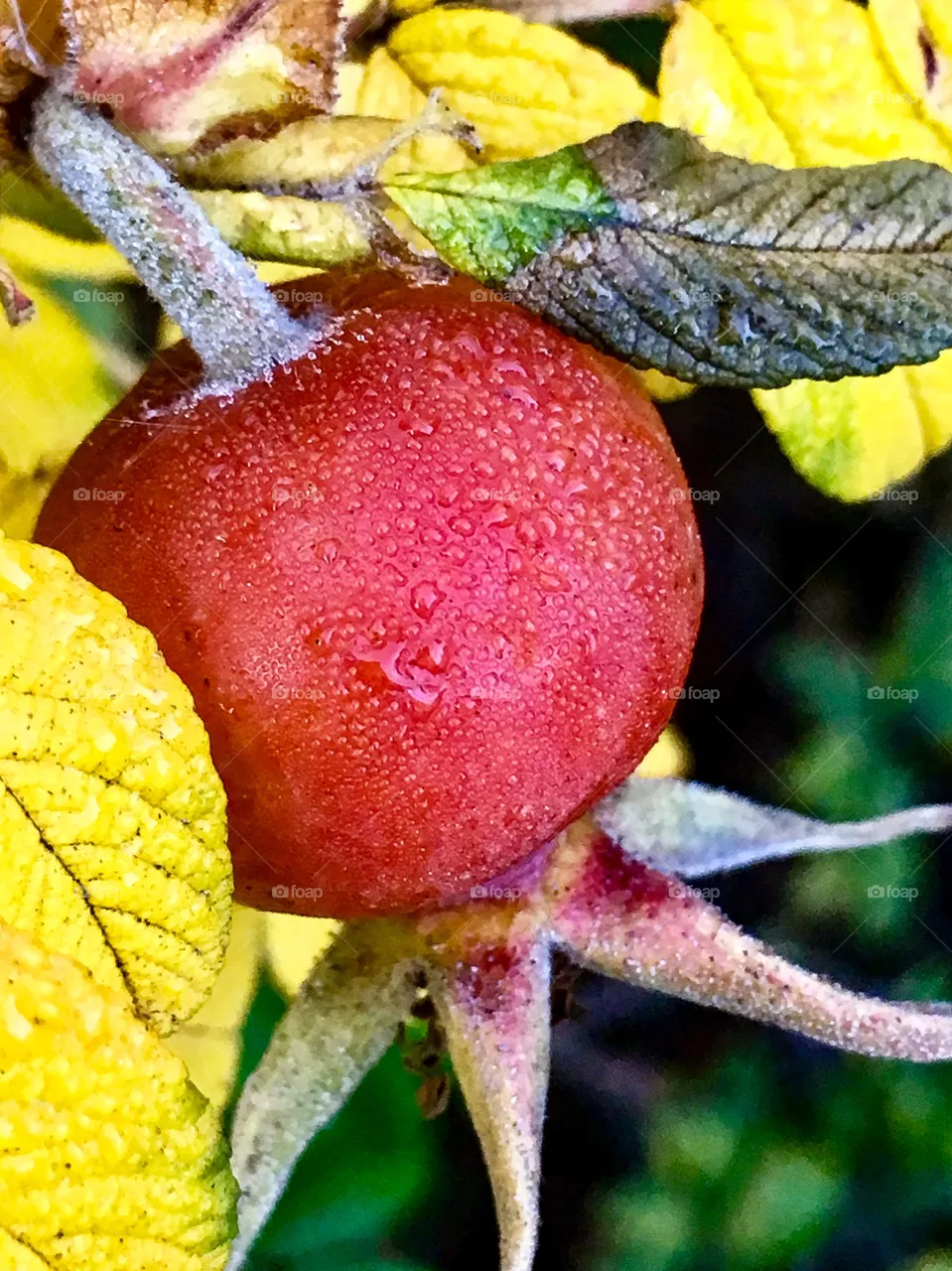 Rose Hip