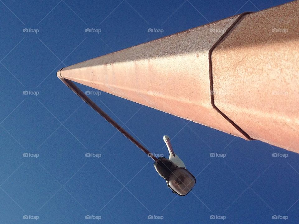 Pelican on a lamppost. Pelican on a lamp light post in south Australia. 