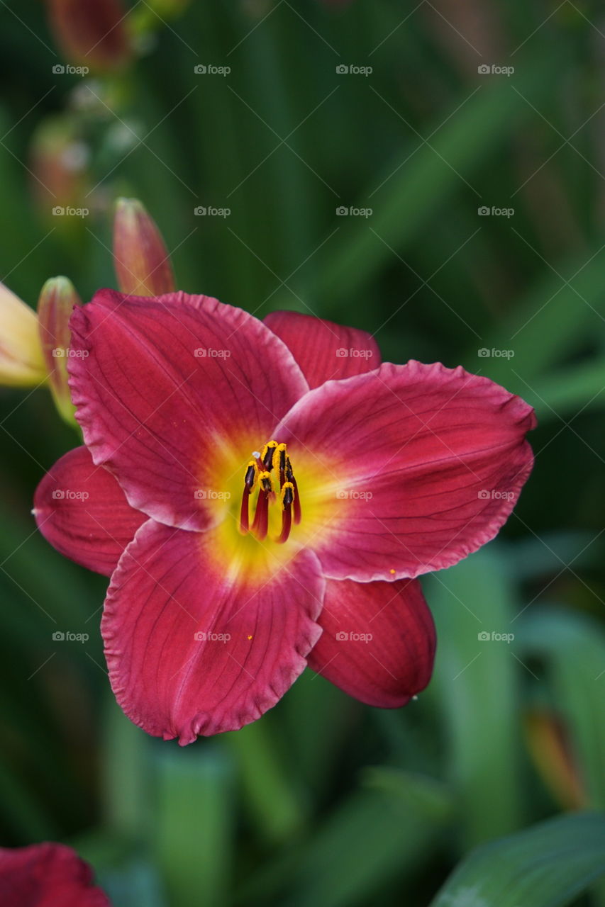 A burgundy Easter Lily. 