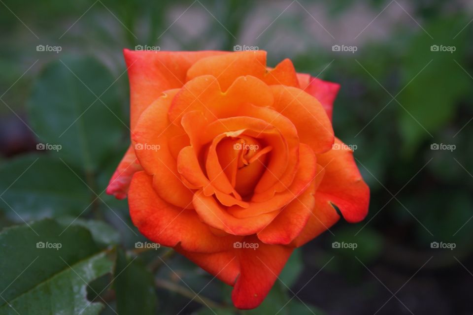 orange rose 