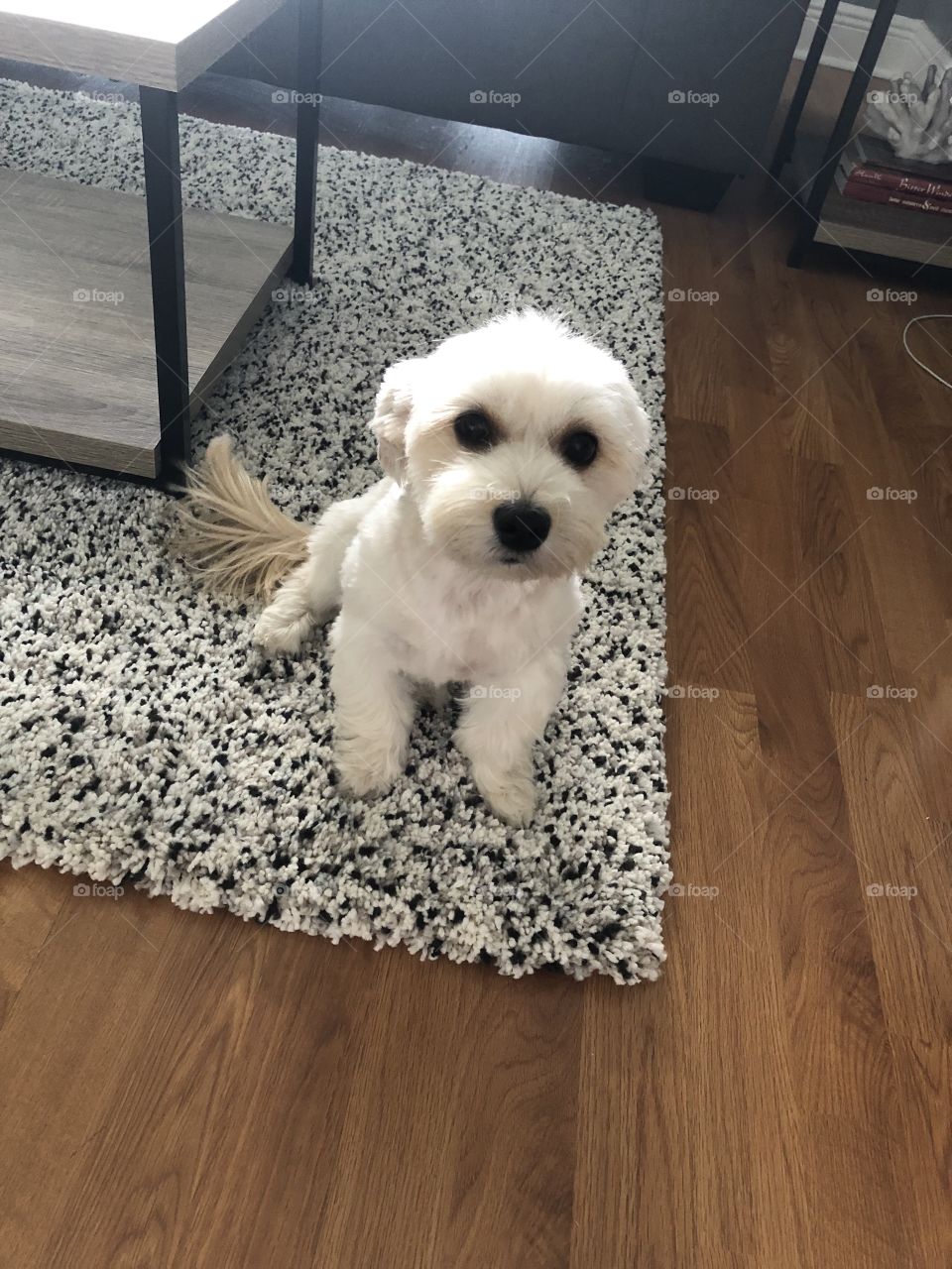 Very cute Maltese/Yorkie dog before her walk