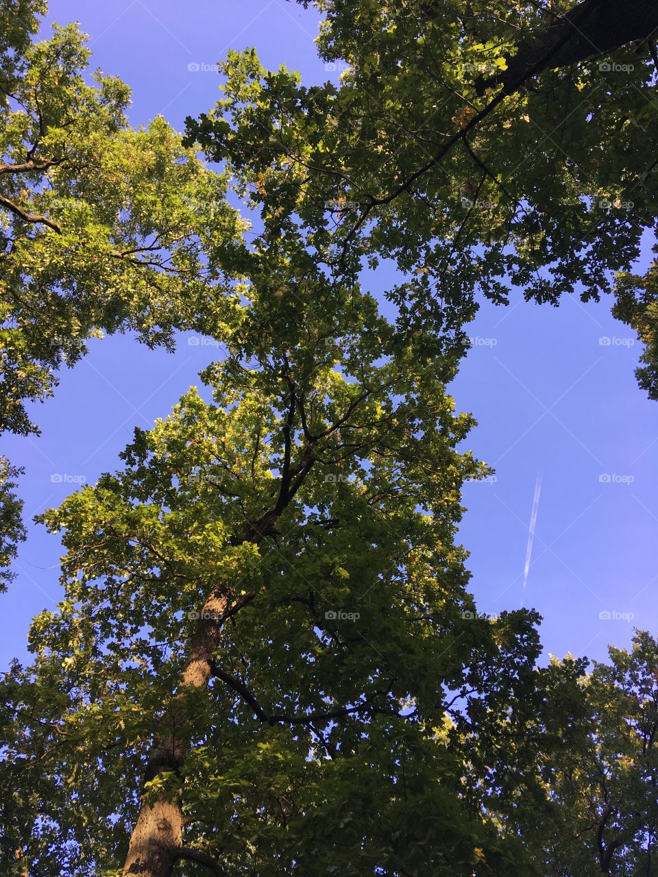 forest ensemble of trees, incredibly blue sky