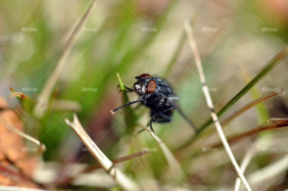 Fly Sitting on Grass