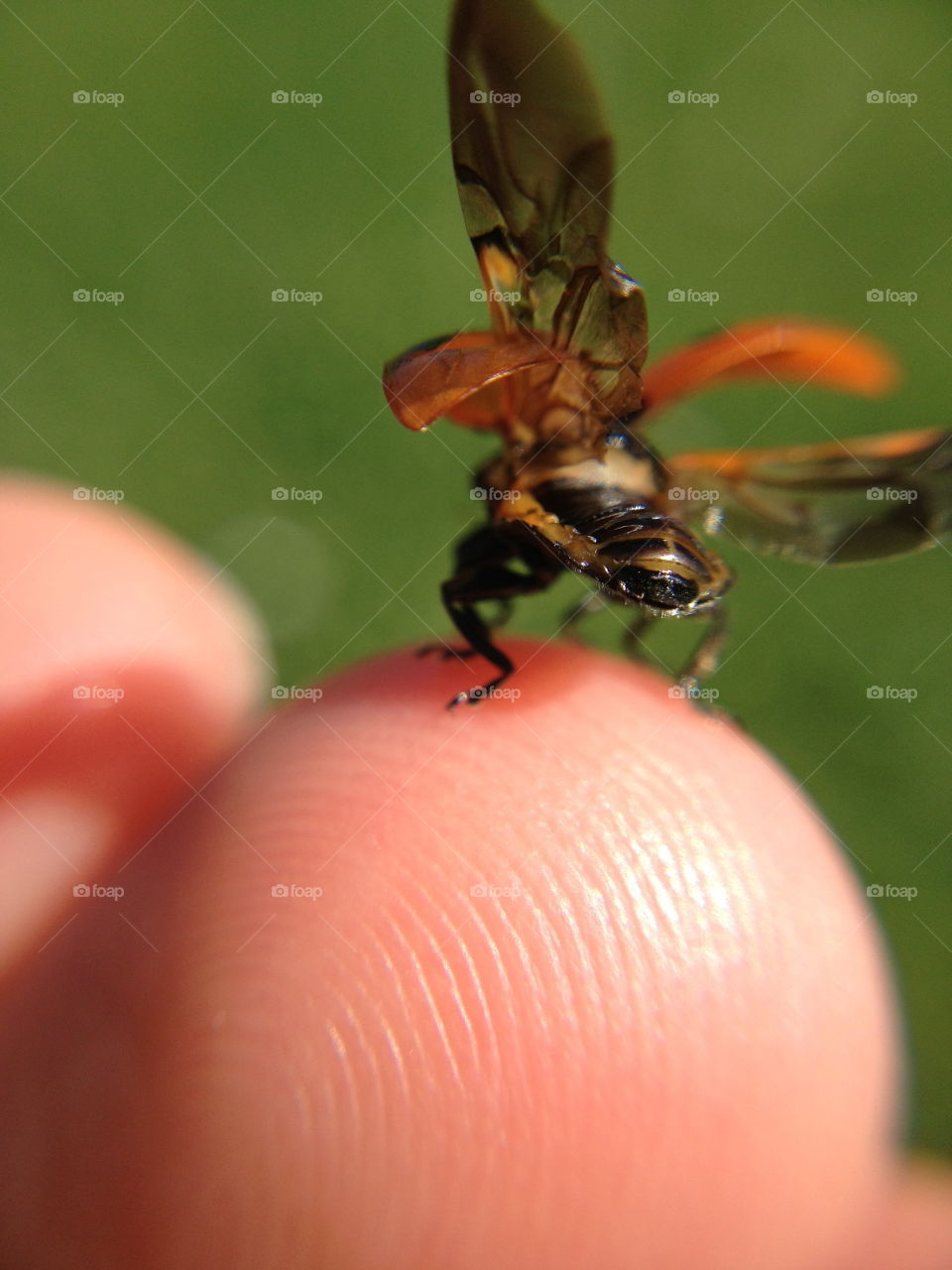 Ladybug take-off.