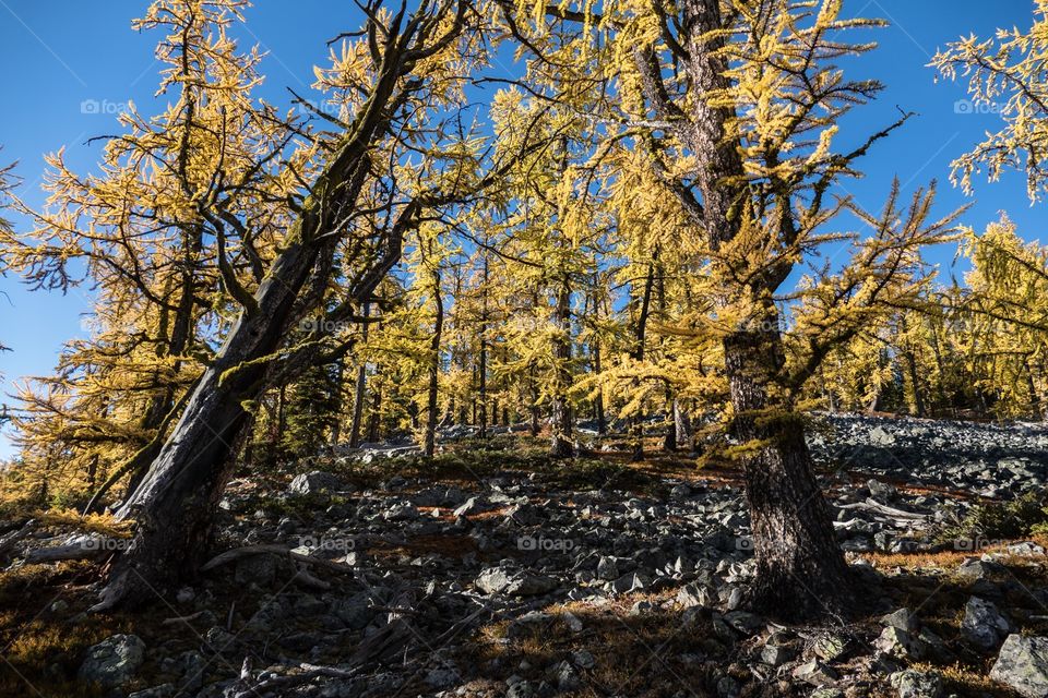 Subalpine larch forest with yellow autumn colours, on rocky ground and blue morning sky