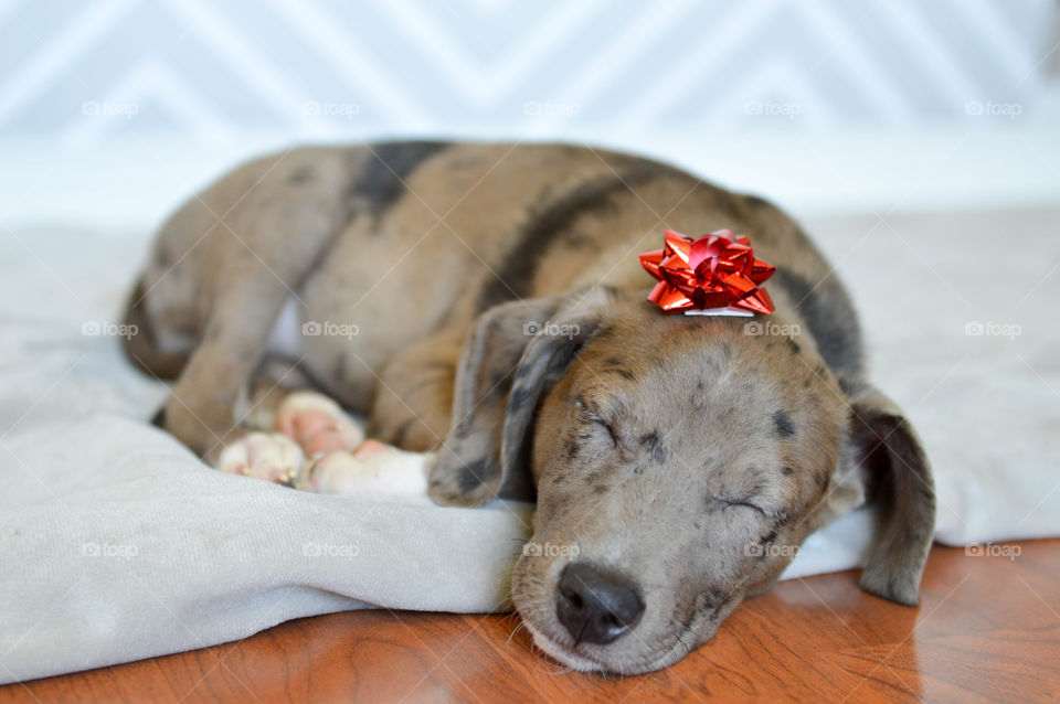 Mixed breed puppy sleeping on the floor with a Christmas bow on his head