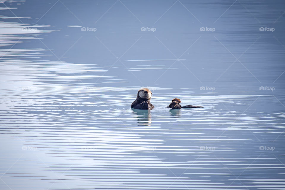 Cute sea otter floating around Alaskan bay