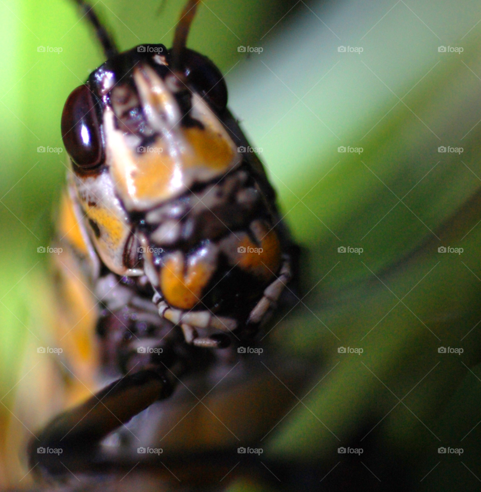 black orange animal eating by lightanddrawing