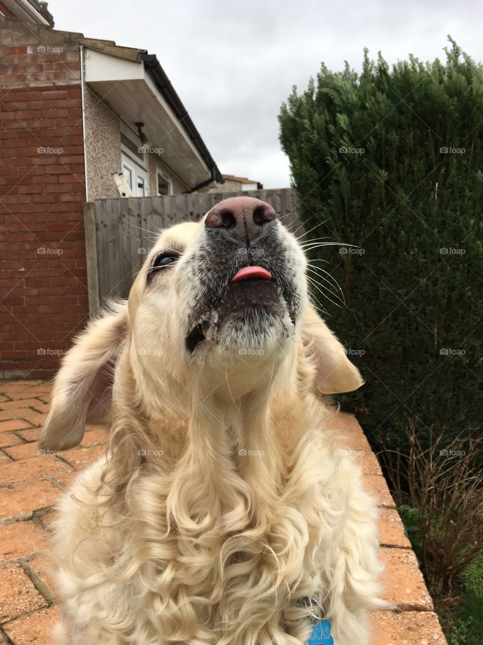 Dog, Animal, Mammal, Pet, Cute