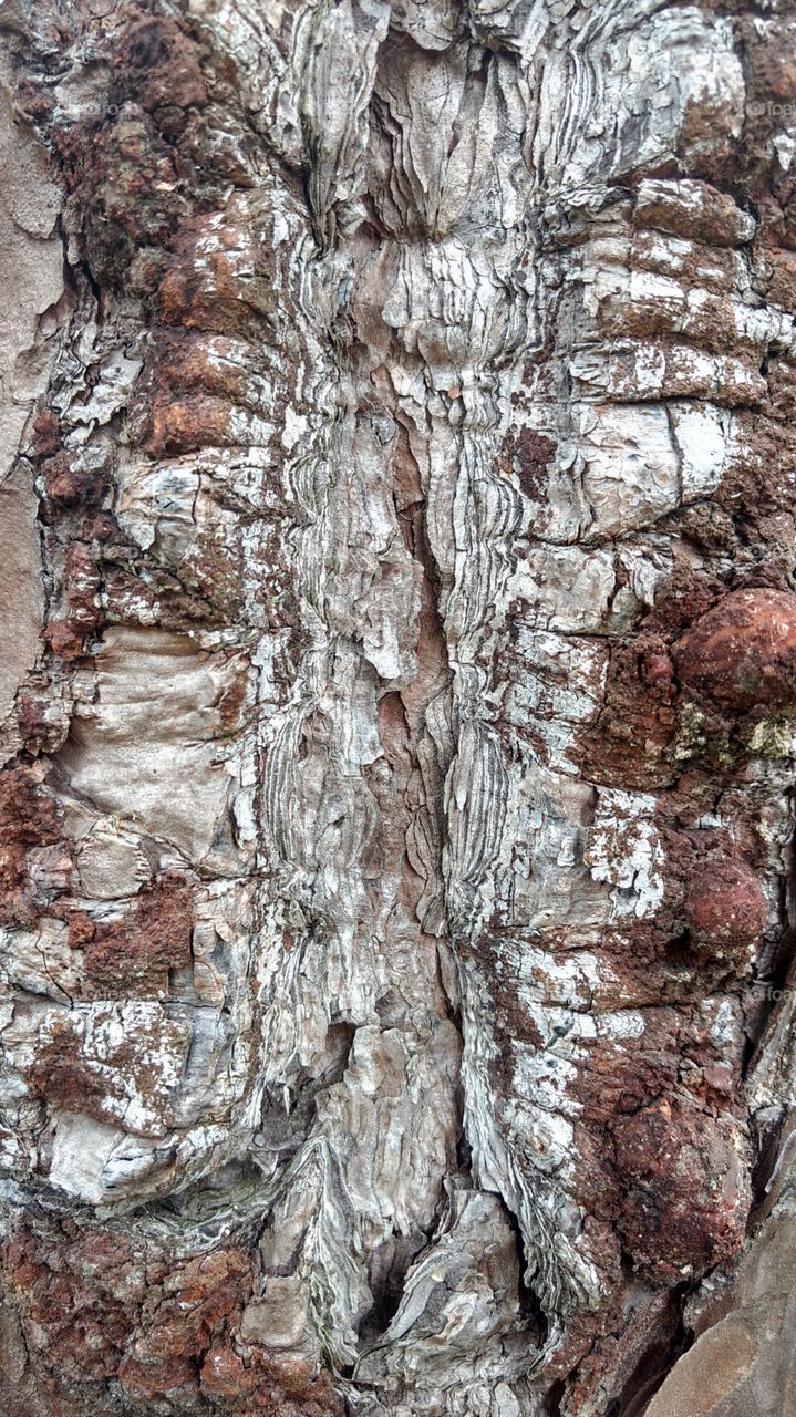 creative texture tree bark