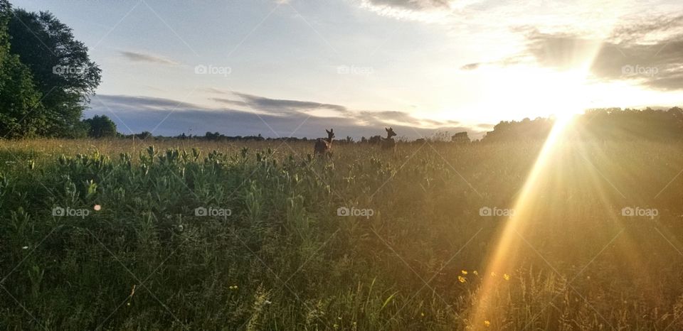 deer roaming in a sunset lit field