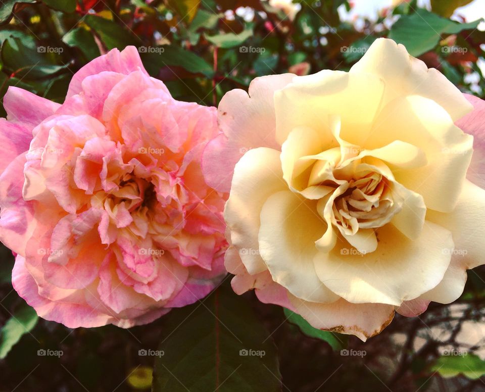 🌹 🇺🇸 Very beautiful flowers to brighten our day.  Live nature and its beauty. Did you like the delicate petals? / 🇧🇷 Flores muito bonitas para alegrar nosso dia. Viva a natureza e sua beleza. Gostaram das pétalas delicadas? 