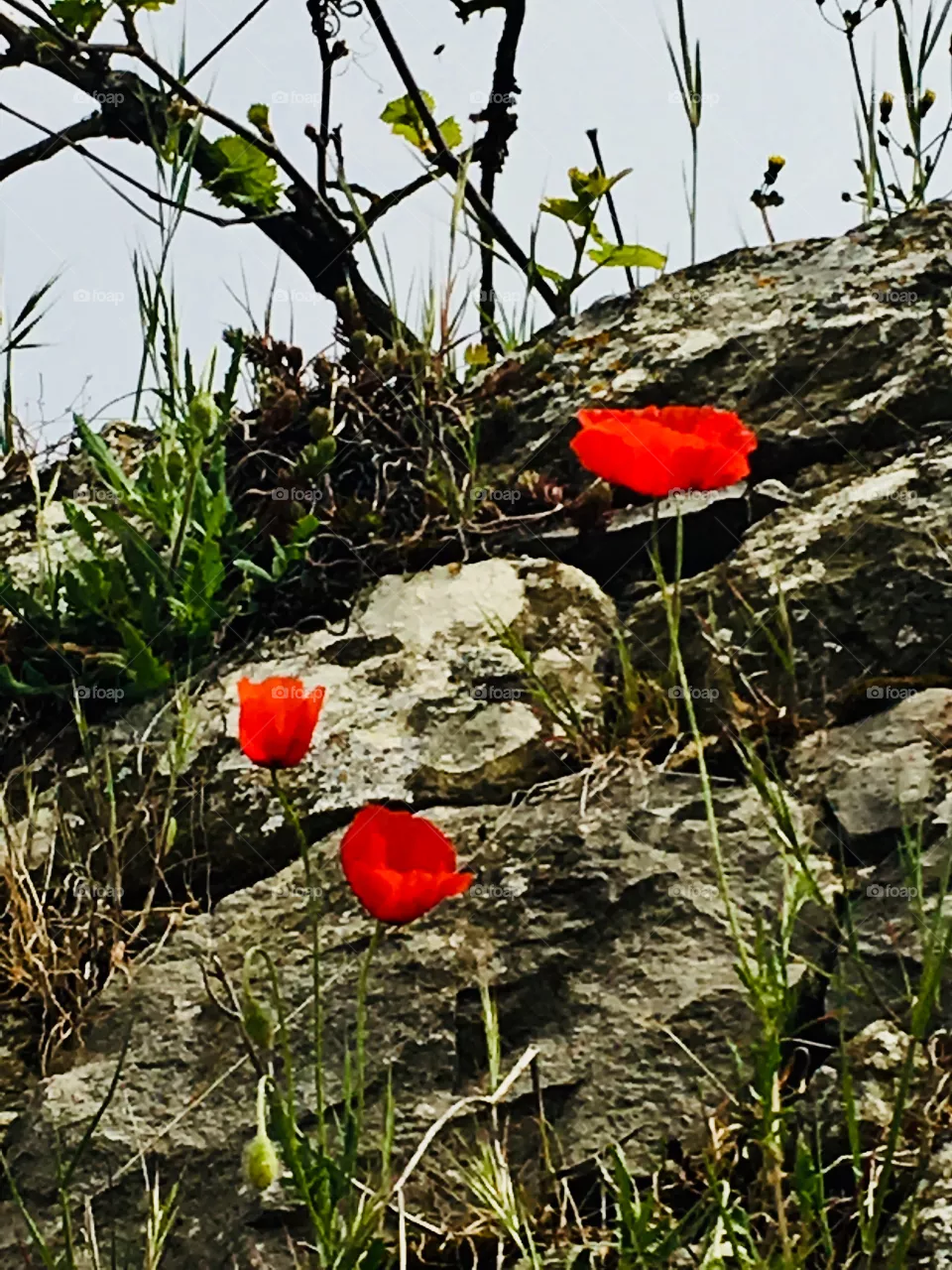 Campagna 