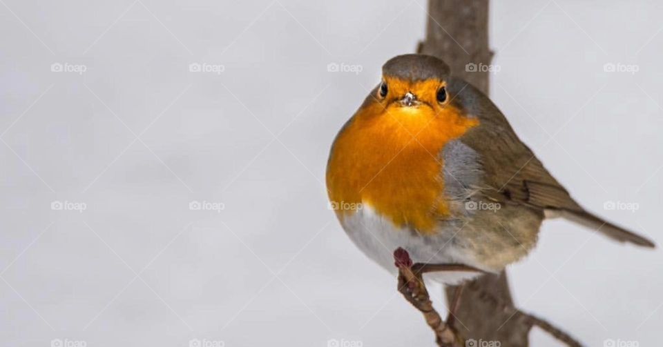 The presence of a single bird can change everything for one who appreciates them.