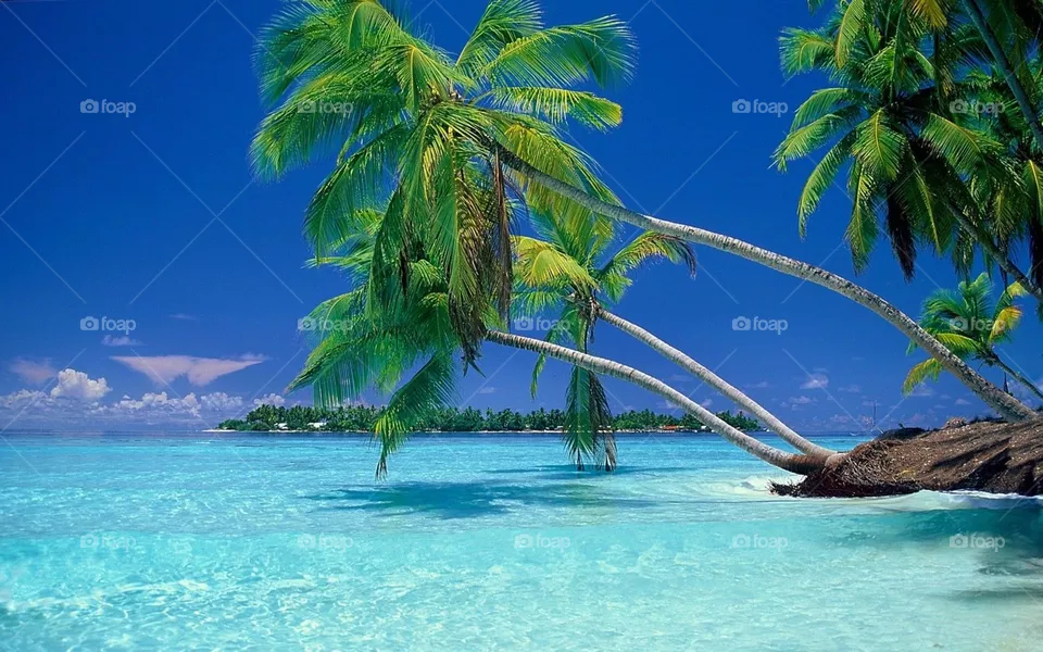 paradise