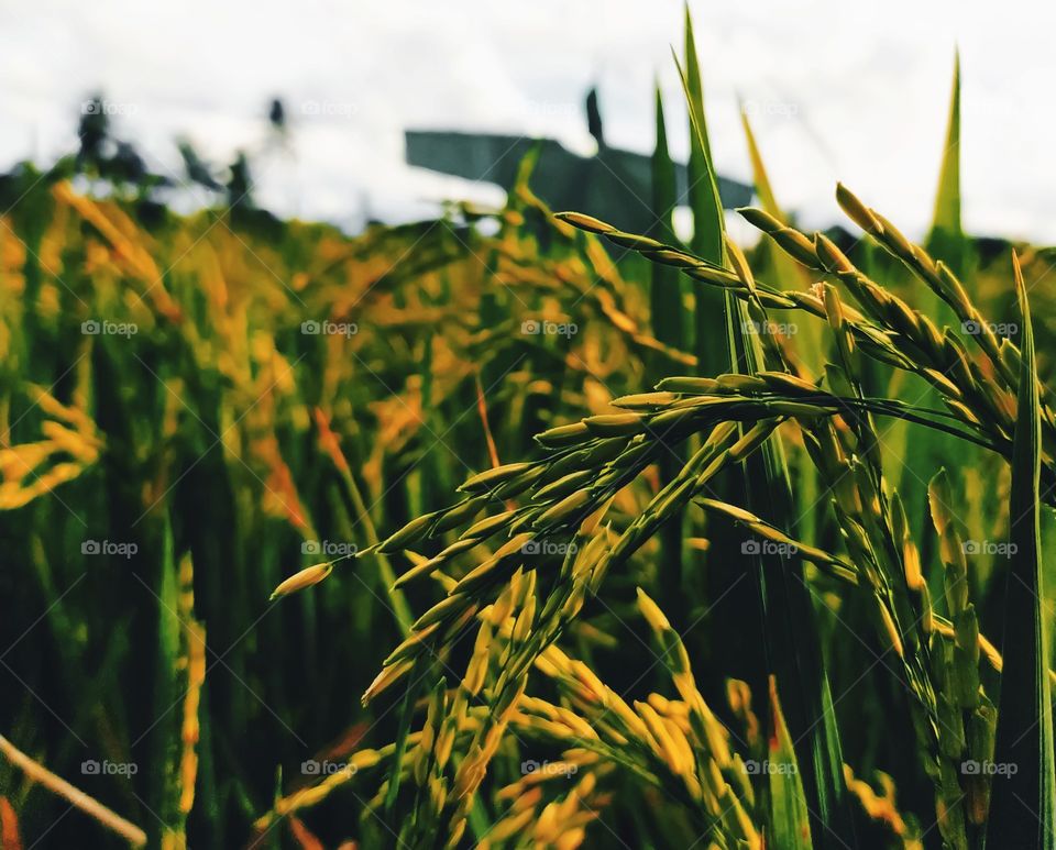 rice in green rice fields