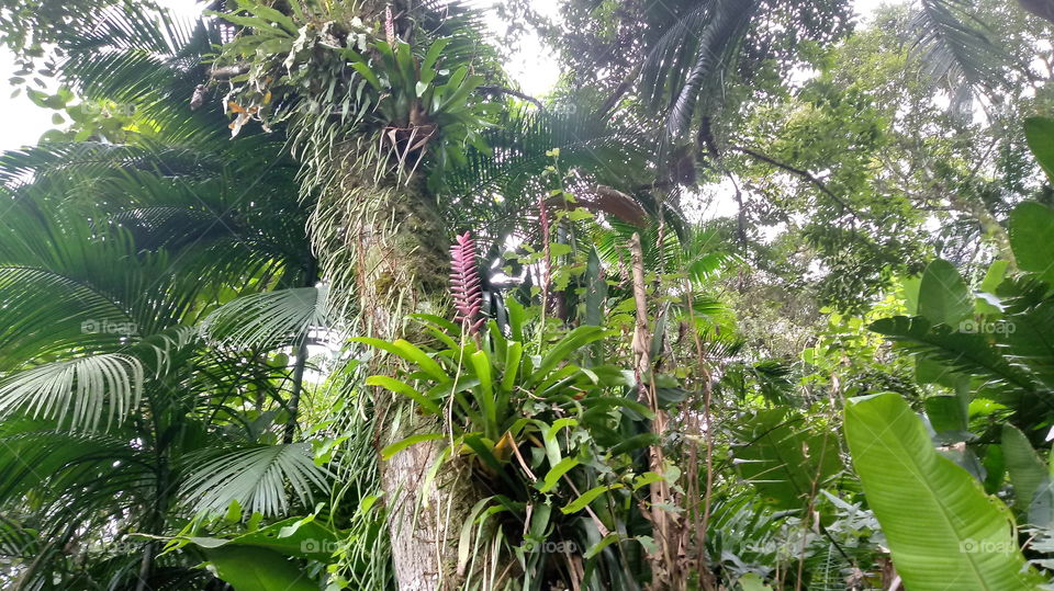 Bromélias Árvores Mata