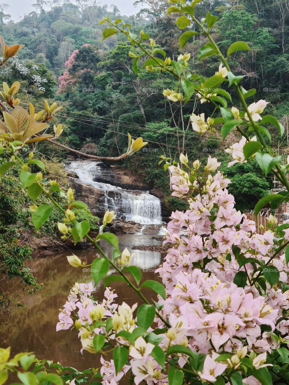 flor e cachoeira