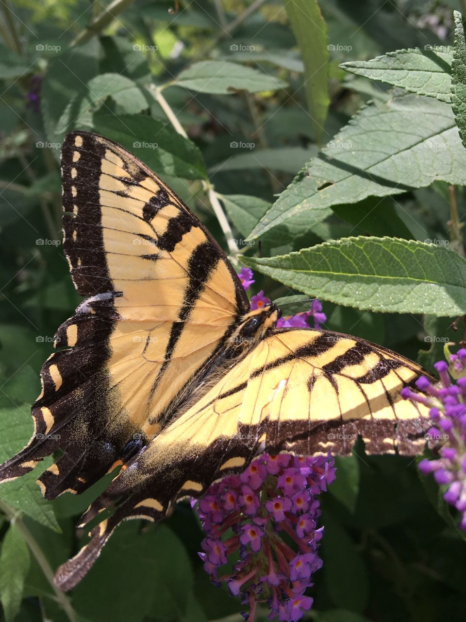 Monarch Butterfly on Butterfly Bush