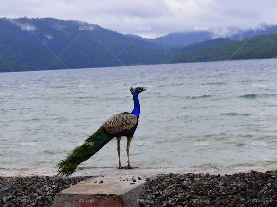 Peaceful peacock 