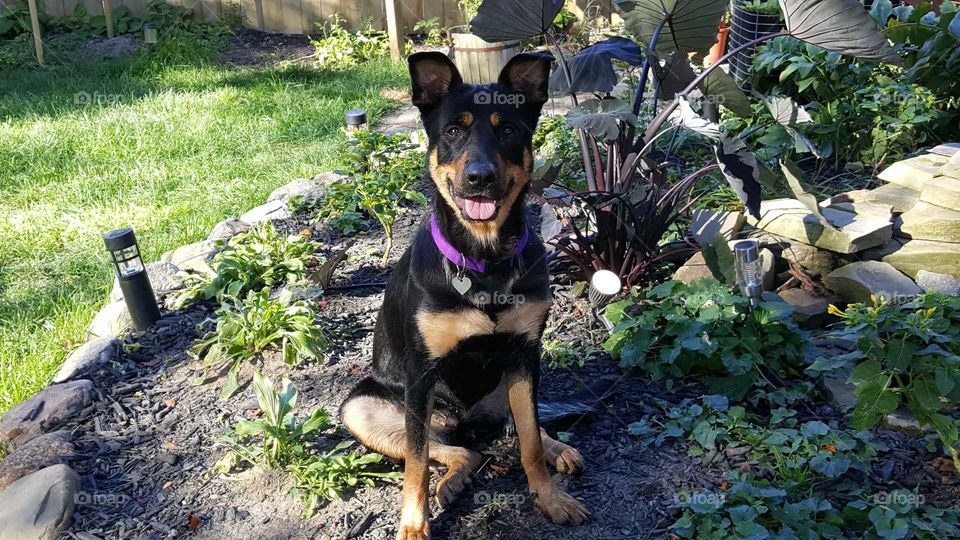 This is Autumn, she's three years old. She is a Rott/Shepherd.